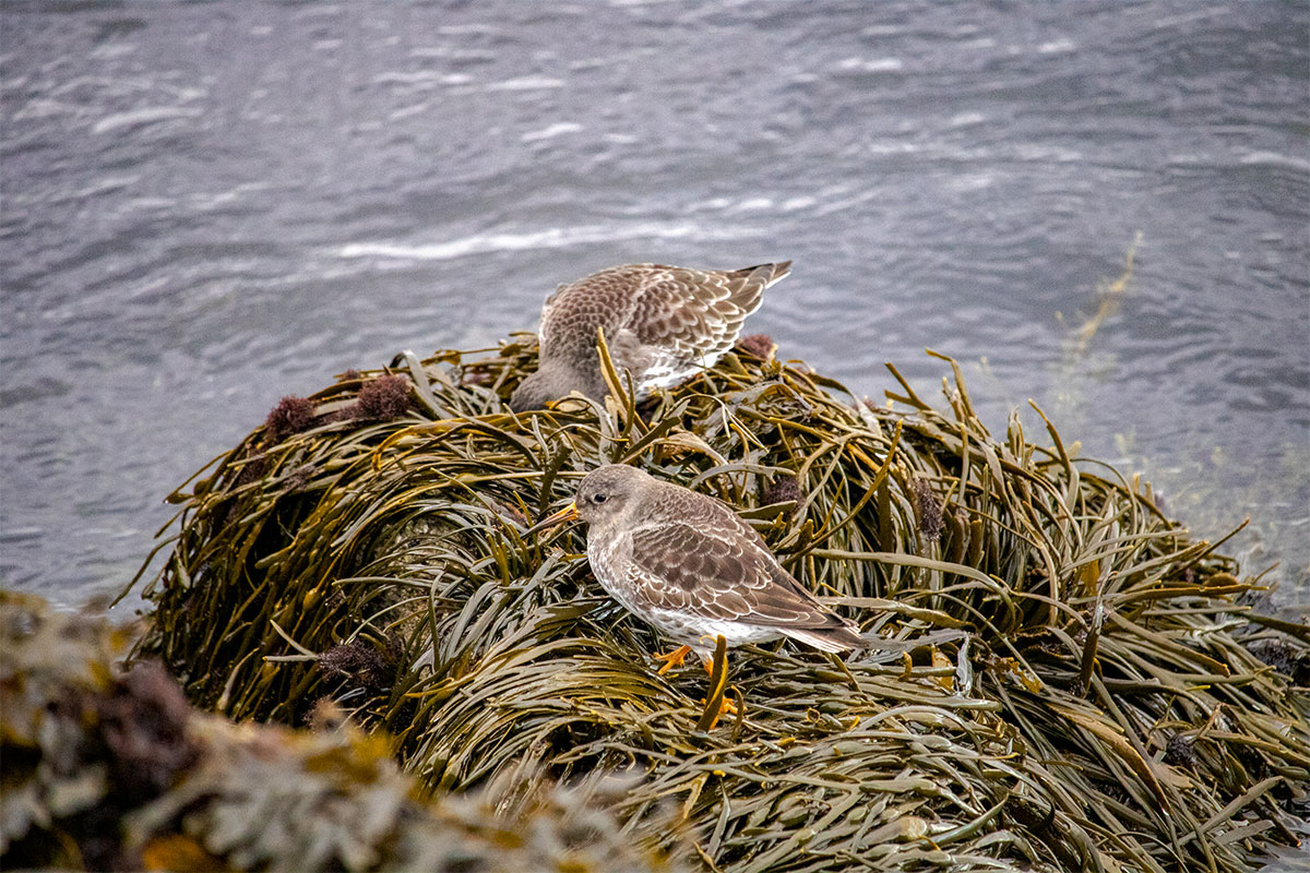 Two Purple Sandpipers Searching In The Seaweed.
