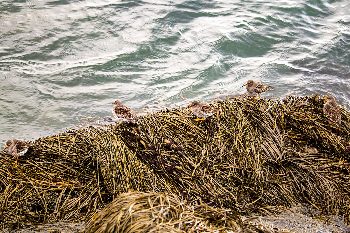 A Group Of Purple Sandpipers Perched On Seaweed.
