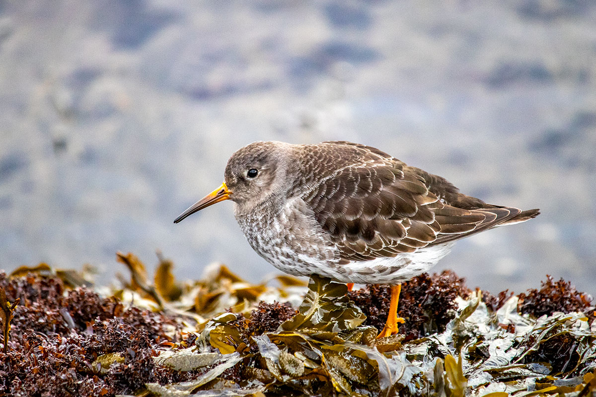 A Purple Sandpiper Perching On A Variety Of Seaweed.
