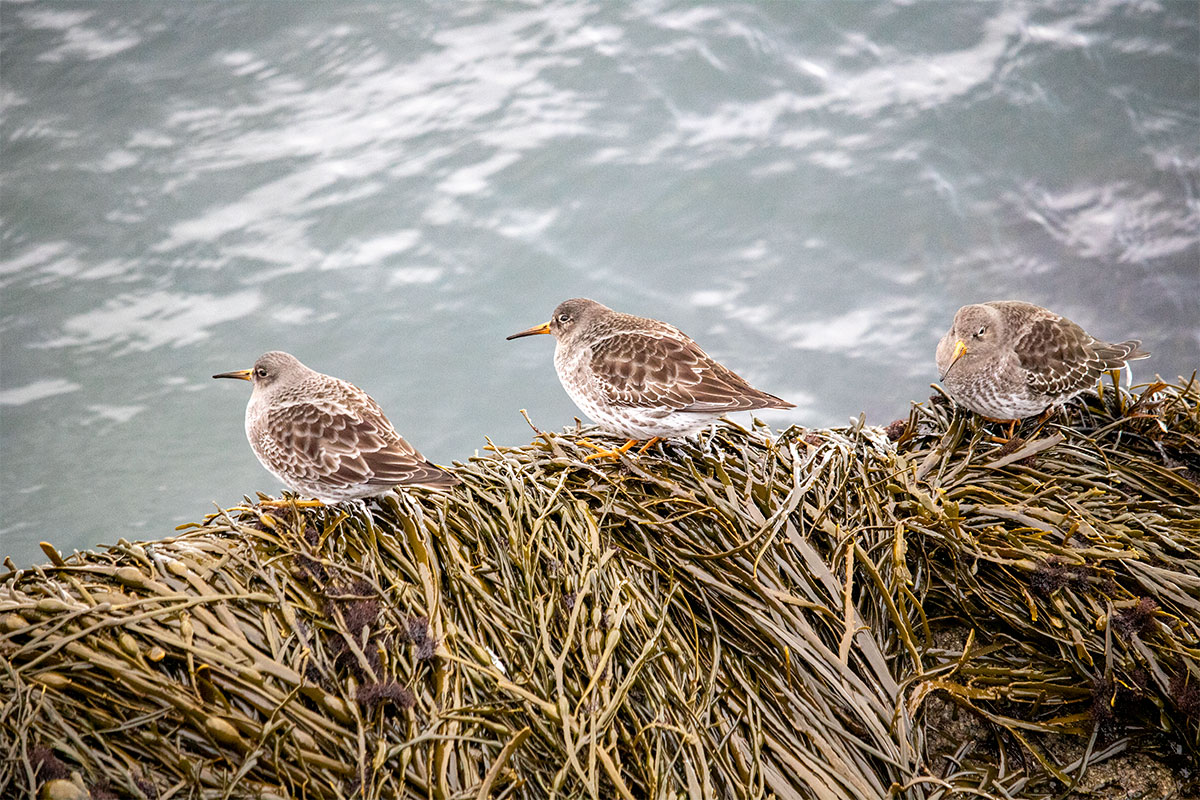 Three Purple Sandpipers Perched On The Shore.
