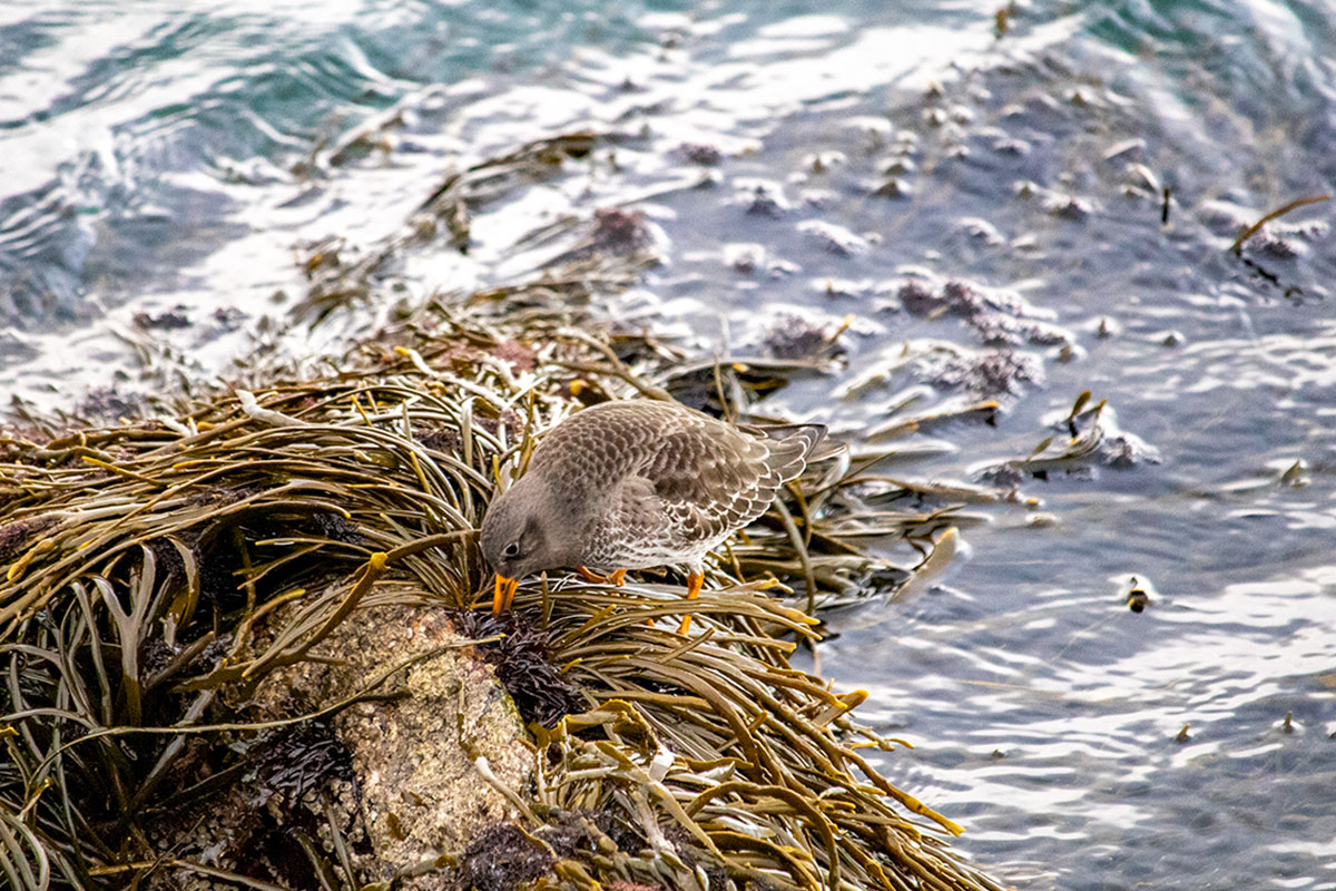A Purple Sandpiper Searching For A Food Source.
