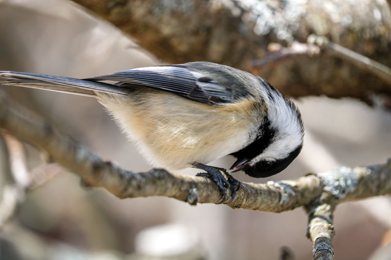 A Black Capped Chickadee Eating A Black Sunflower Seed, Showing Its Tongue.
